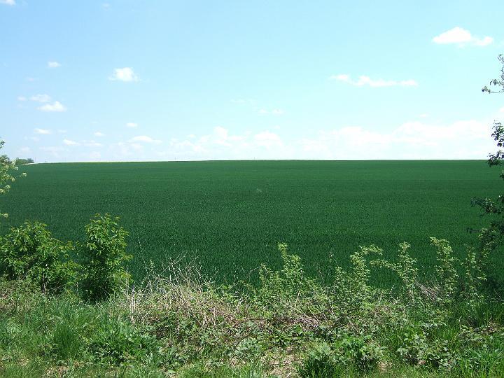 2008-05- (098).JPG - Und zwischendurch schier endlose Weizenfelder